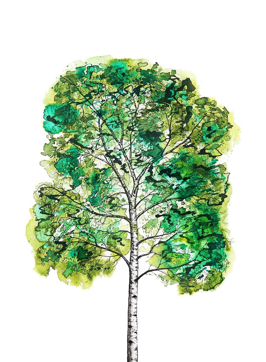 Birke, Baum, Natur, Aquarell, Umgebung, Blätter, Sommer-, Ökologie, Wachstum, Botanik, Malerei