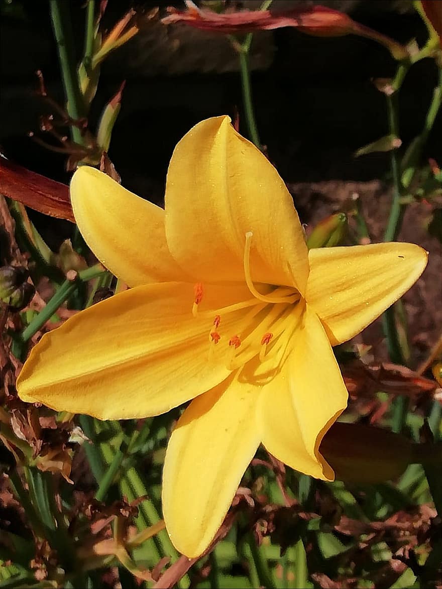 Lily, Flower, Plant, Petals, Yellow Flower, Yellow Lily, Bloom, Blossom, Garden, Nature