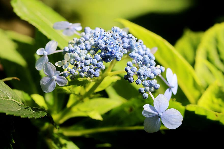 Blumen, Hortensie, Pflanze, Tee des Himmels, Wildblumen, blaue blumen, blühen, blühende Pflanze, Zierpflanze, Flora, Natur