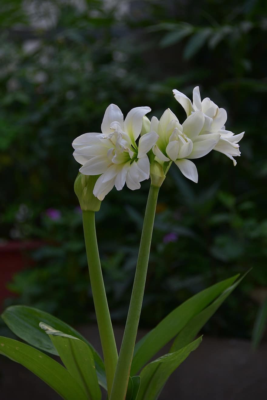 Lily of the valley, hvit, blomst, hyggelig