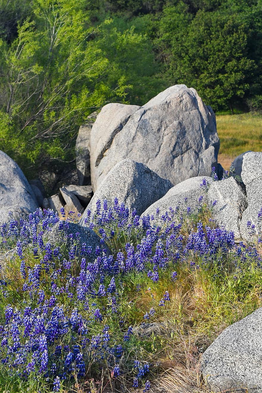 lupin, bluebonnets, padang rumput, batu, musim semi, alam, bunga liar, di luar rumah, pemandangan, bunga-bunga, bunga ungu
