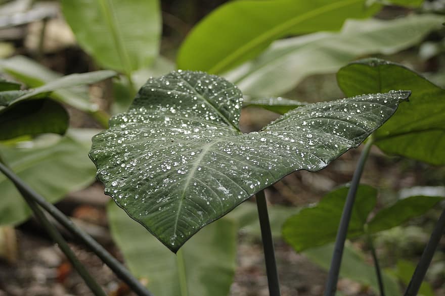 list, Příroda, kapky deště, džungle, kapka vody, deštný prales, belize, zeleň, botanika, zelená barva, rostlina