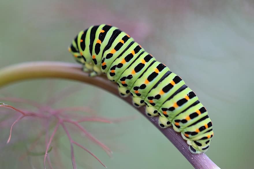 Caterpillar, Dovetail, Insect, Butterfly, Nature, Garden, Plant, Animal, Drexel, Colorful, Pattern