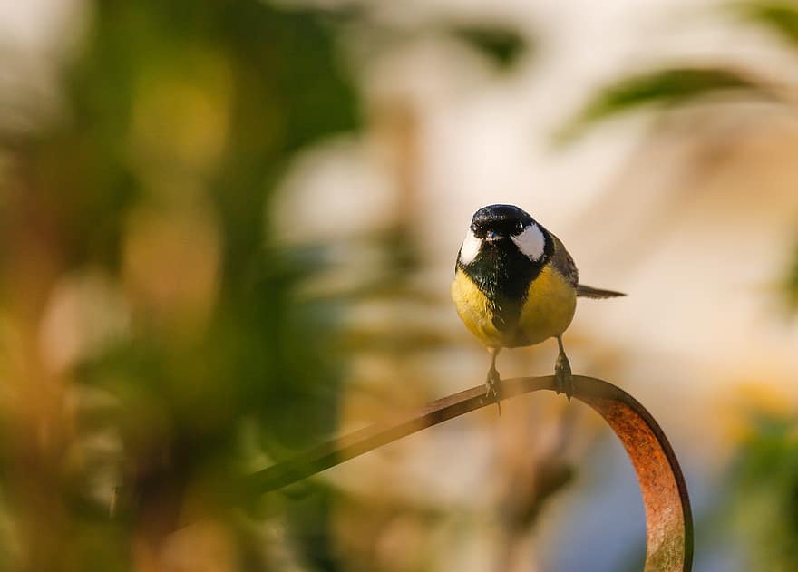 Great Tit, Bird, Animal, Perched, Tit, Wildlife, Songbird, Feathers, Plumage, Bill, Nature