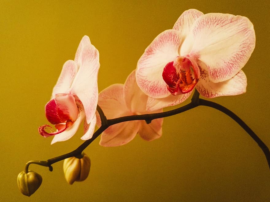 orkide, blomst, blomster, Phalaenopsis, anlegg, rosa, hvit rosa, natur