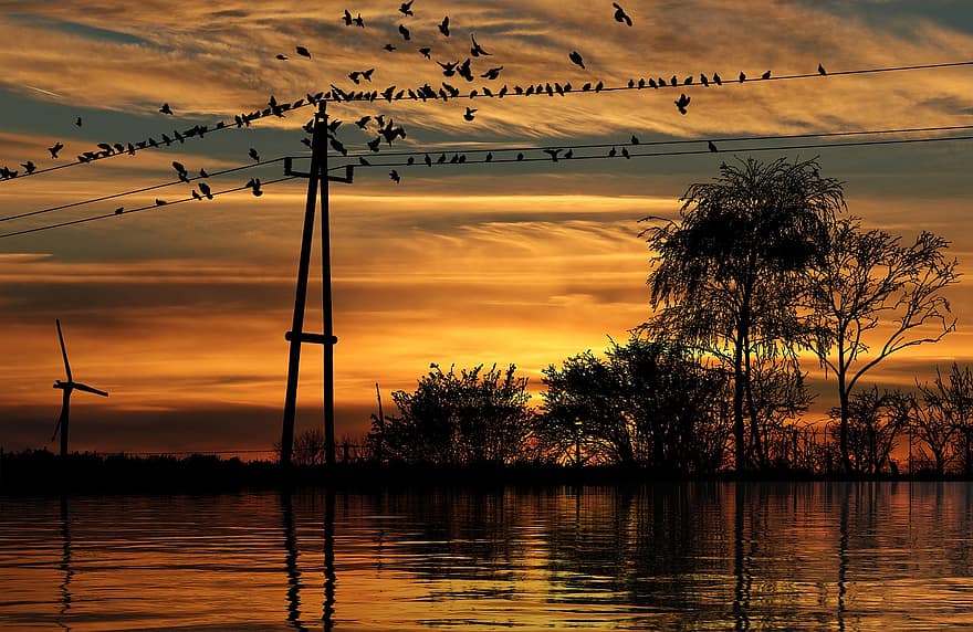 le coucher du soleil, des oiseaux, Lac, silhouette, réflexion, eau, des arbres, poteau électrique, poteau utilitaire, câble électrique, la nature