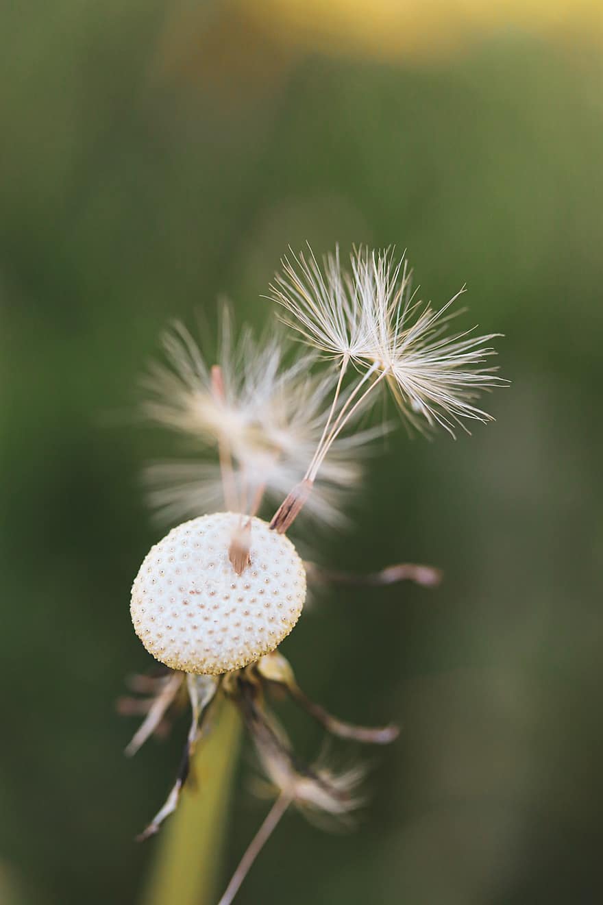 Dandelion, Plant, Seed Head, Blowball, Seeds, Meadow, Nature, Closeup