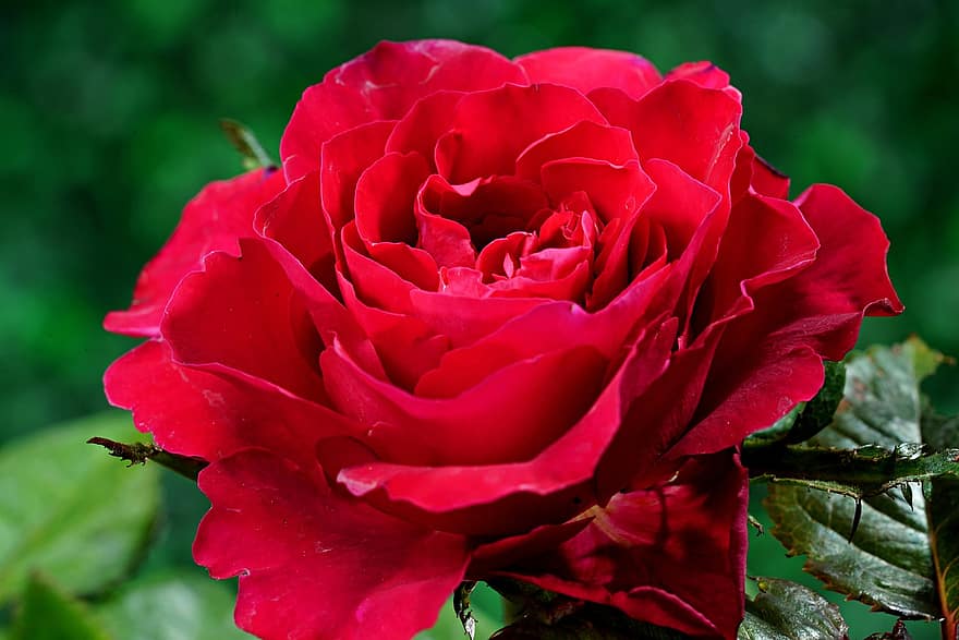 Rose, blomst, plante, rød rose, kronblade, flor, flora, natur, have, tæt på, kronblad