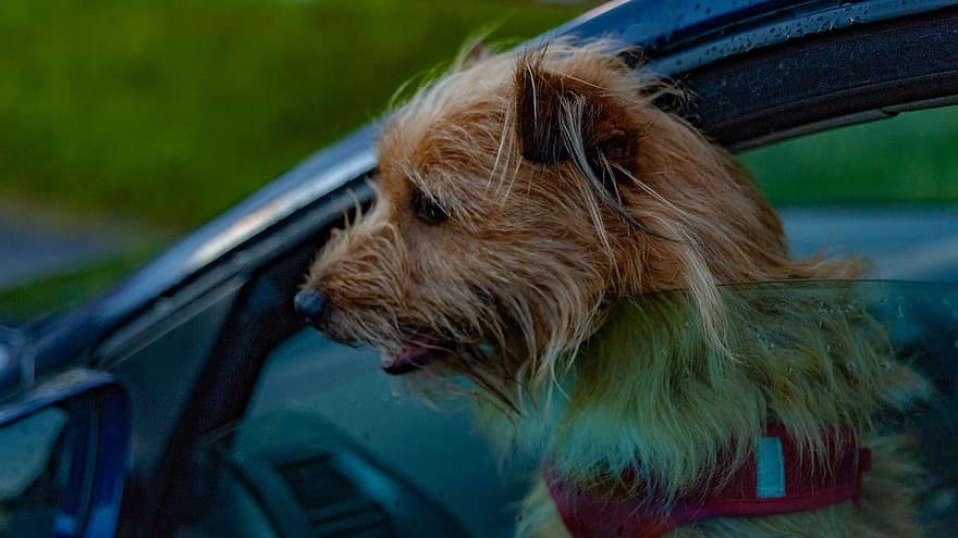 Hund in einem Auto, Terrier, Auto, Fahrzeug, Automobil, Hündchen, Tier
