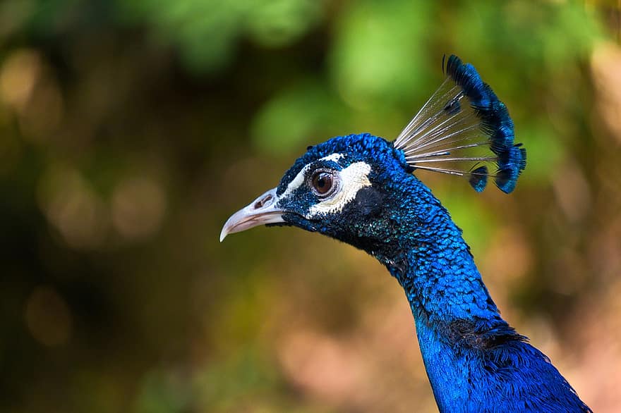 Peacock, Bird, Animal, Zoo, Peacock Feathers, Exotic, Poultry, Blue Feathers, Nature, Animal World