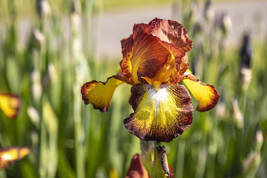 Iris, Blume, Pflanze, Blütenblätter, blühen, Garten, Natur