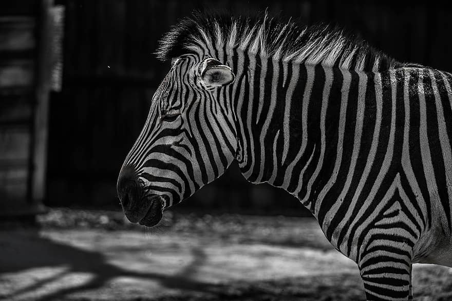zebra, animal, zoo, vida salvatge, mamífer, naturalesa