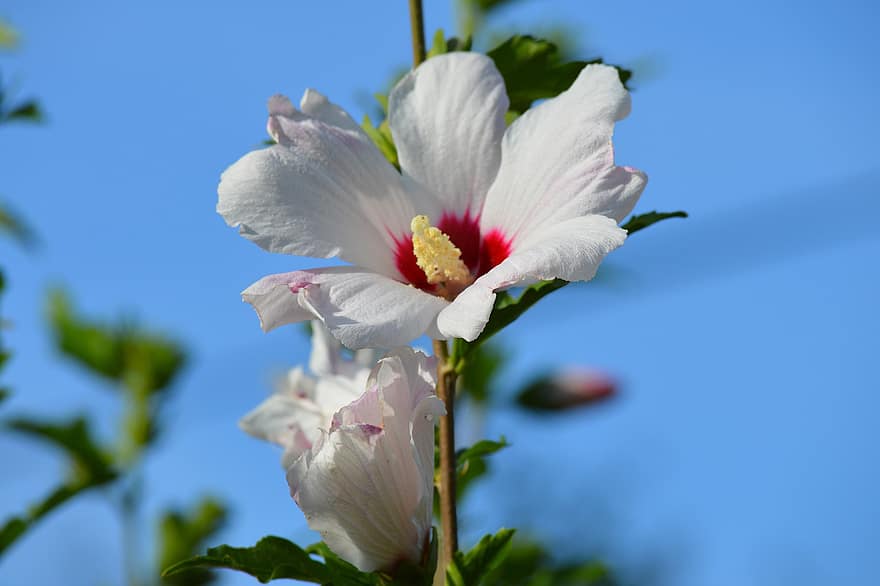 hibiscus, fleur, hibiscus blanc, pétales, pétales blancs, Floraison, flore