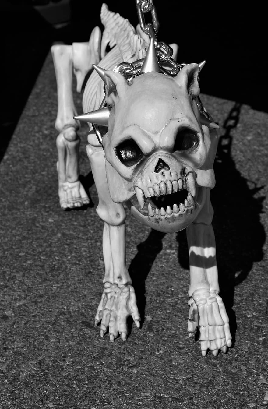 gos d'esquelet, veure gos, coll de gossos amb espigues, gòtic, gos mort, grinyolant, lladrucs, viciosa, cara del crani, Halloween, fons de Halloween