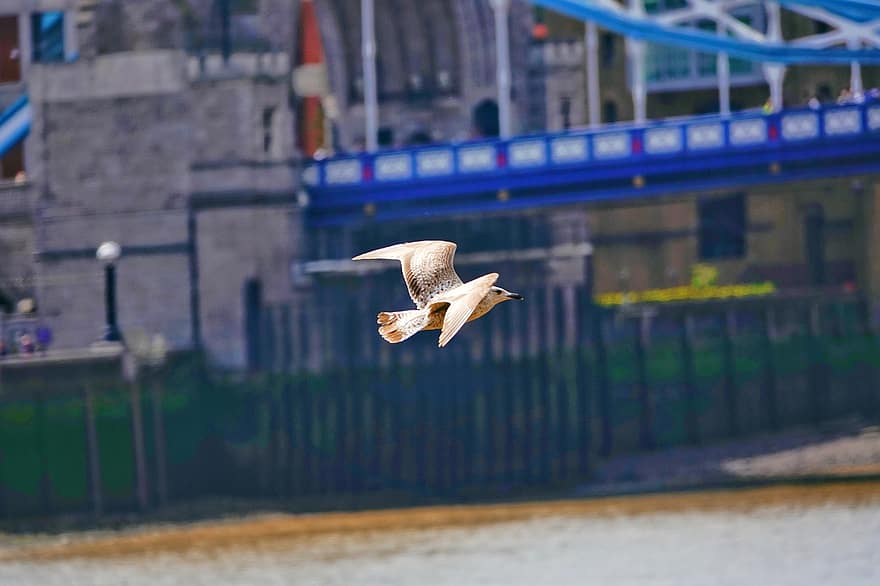 måge, fugl, flod, bro, London, england, arkitektur, flyvende, sløring, sony, fotografering