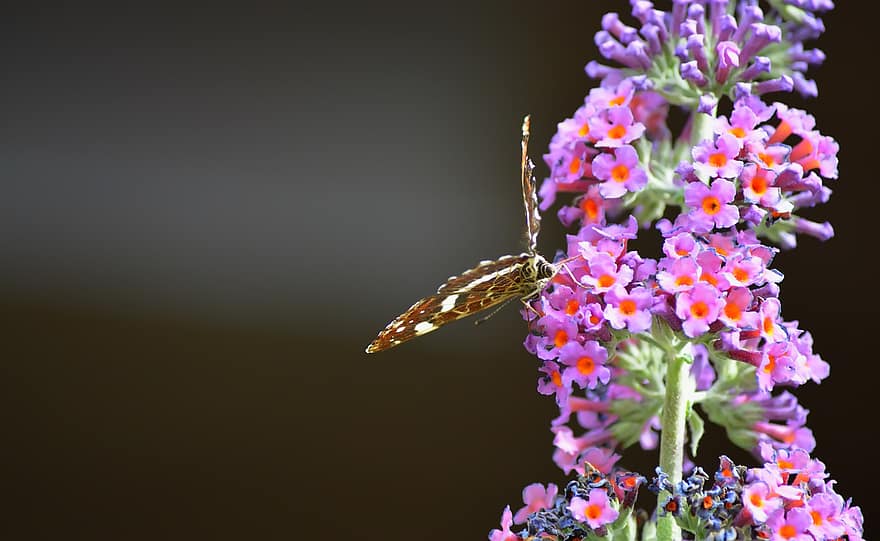 sommerfugl, insekt, sommer lilla, dyr, sommerfuglbush, blomster, hage, natur