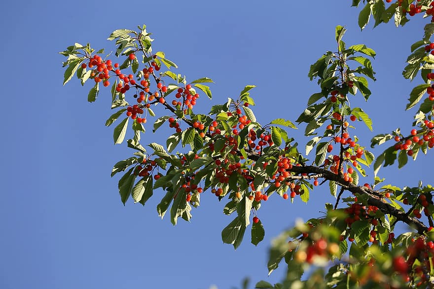 červené třešně, větev, strom, ovoce, Červené, Lahodné, Chutný, list, rostlina, letní, detail
