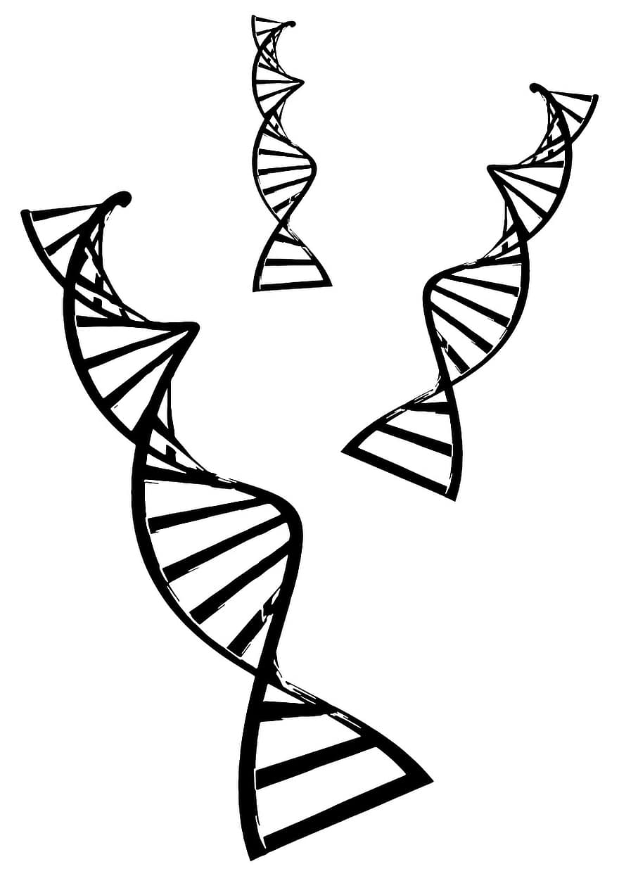 ダブル、ヘリックス、DNA、遺伝子、遺伝的、生物学