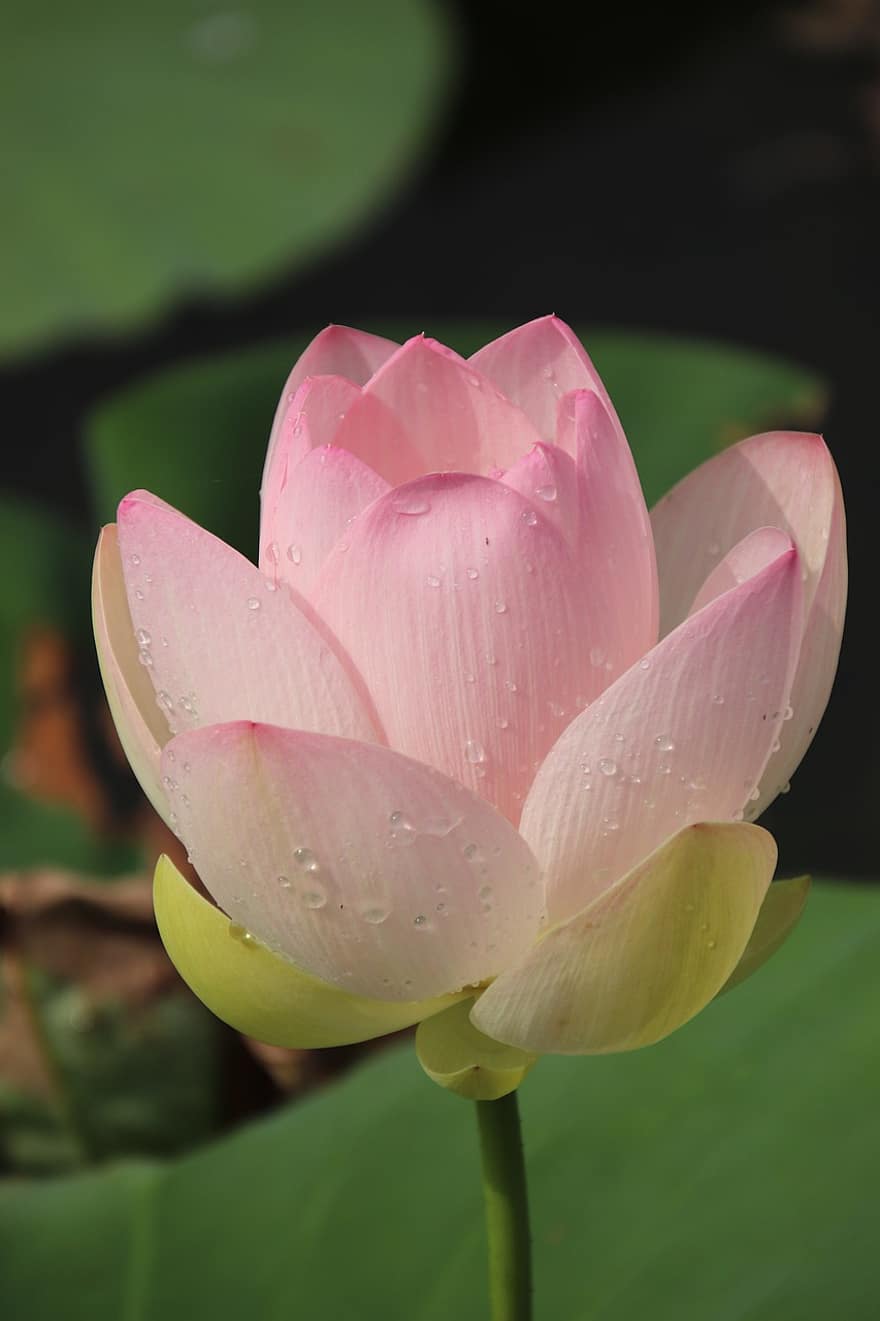 Lotus, Bud, Flower, Plant, Water Lily, Lotus Flower, Aquatic Plant, Flora, Blooming, Blossoming, Nature