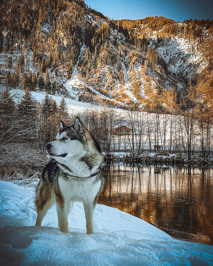 Сибирский хаски, собака, домашнее животное, животное, домашняя собака, собачий, млекопитающее, милый, обожаемый, портрет, снег