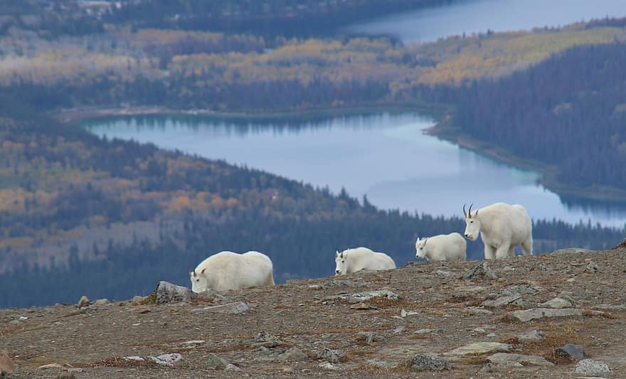 Goats, Mountain, Canada, Whistlers Summit, Jasper National Park, Nature, Alberta, Travel, View, livestock, farm