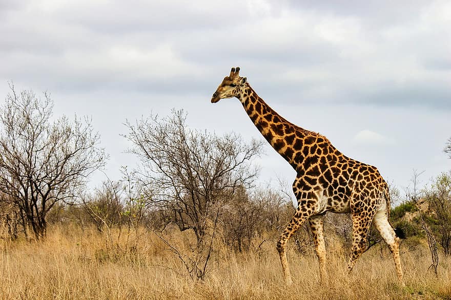 giraffe, dieren in het wild, Namibië, zoogdier, fauna, dier, Afrika, savanne, safari dieren, safari, wildernisgebied