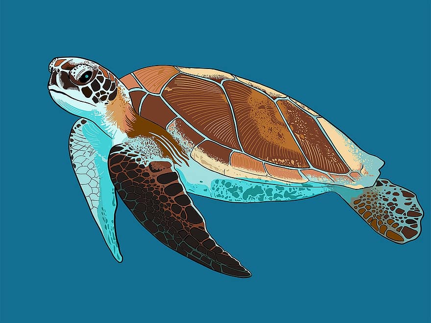 черепаха, морська черепаха, тварина, під водою