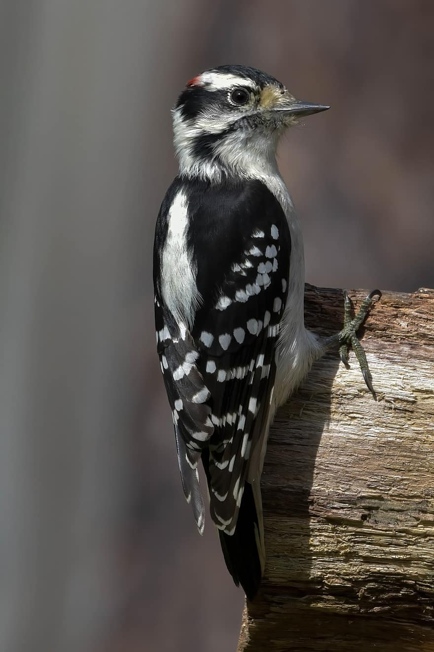 hairy woodpecker, woodpecker, bird