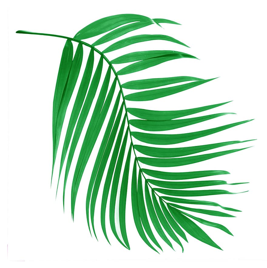 Пальма, лист, зеленый, ботаника, тропический, завод, летом, листья, природа, дерево, экзотический