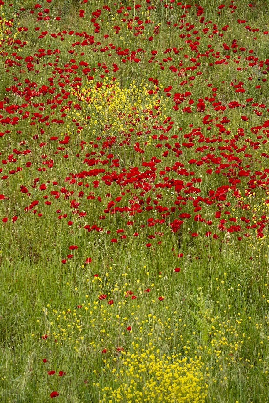 bunga merah, bunga-bunga, padang rumput, kastoria, Yunani, alam, bunga, musim panas, rumput, menanam, pemandangan pedesaan