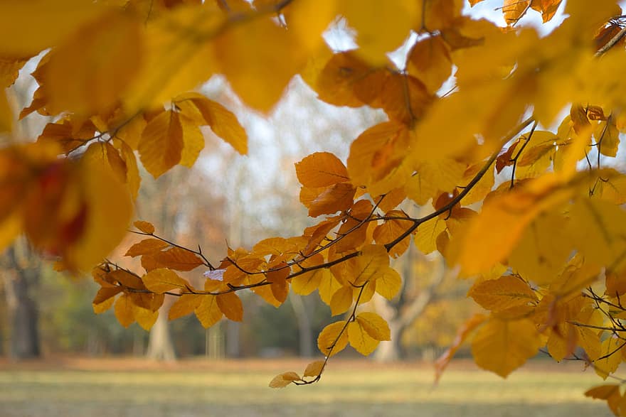 autunno, le foglie, fogliame, foglie d'autunno, fogliame autunnale, stagione autunnale