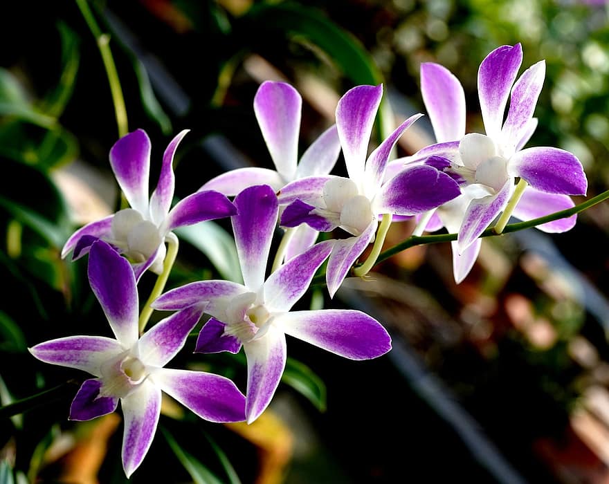 orchideák, Dendrobium, virágok, lila orchideák, lila virágok, szirmok, lila szirmok, virágzás, virágzik, növény, növényvilág