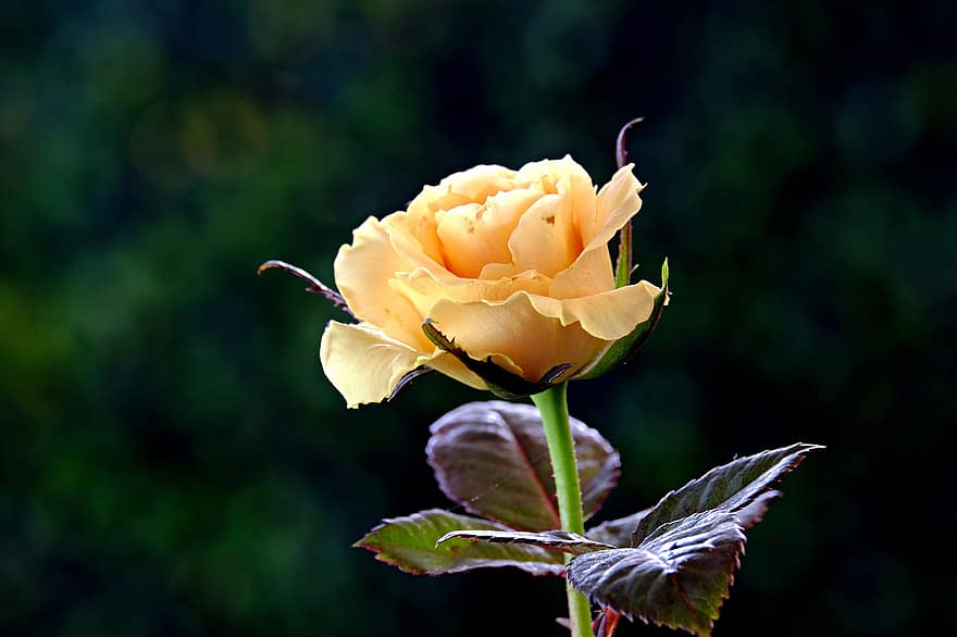 роза, жълта роза, жълто цвете, цвете, градина, флора