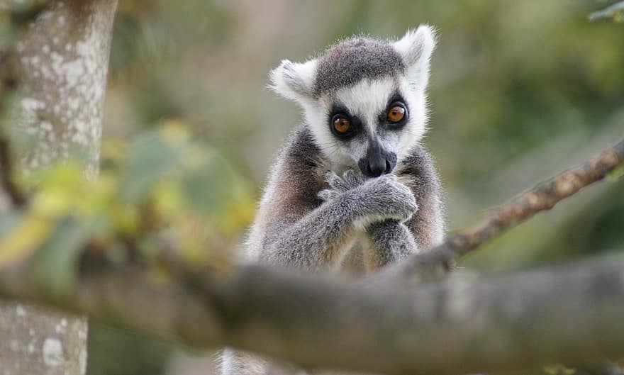 lemur, animal, pădure, arhiepiscop, mamifer, animale sălbatice, faună, pustie, natură, a închide