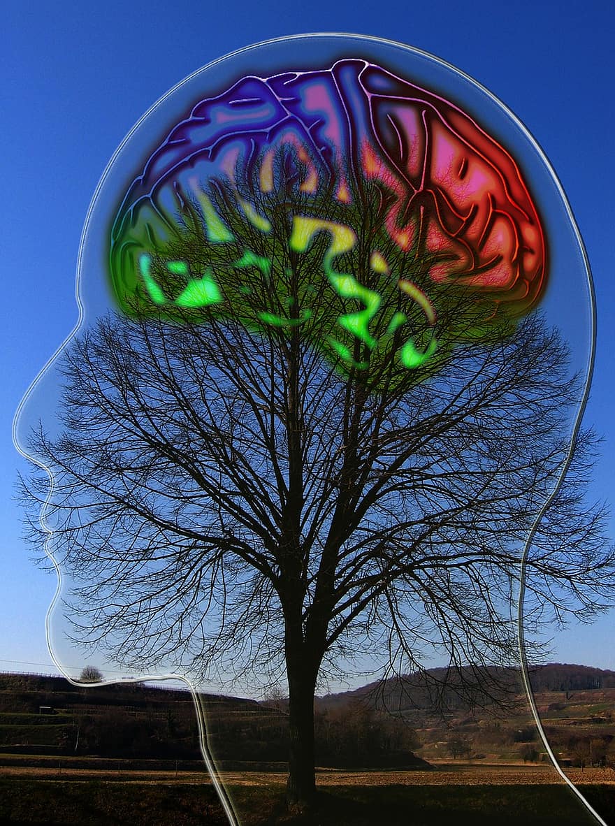 kasvot, pää, lasit, aivot, kelat, ihmisen, puu, maisema, luonto, näkymä, Katso