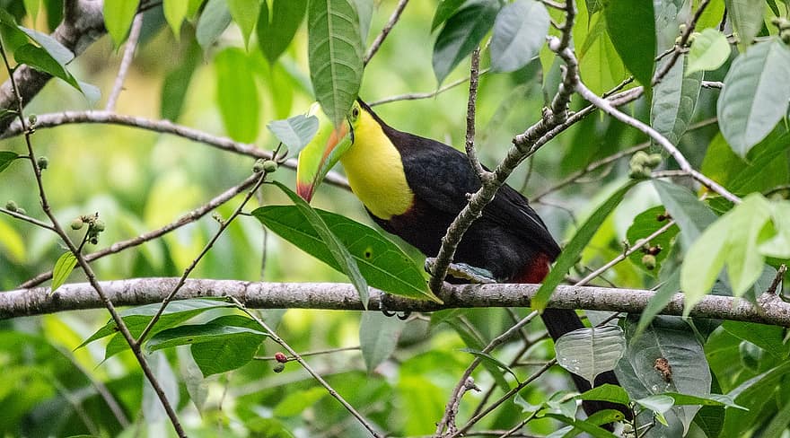 Тукан, птица, Наблюдение на птици, Коста Рика, птичи, дивата природа