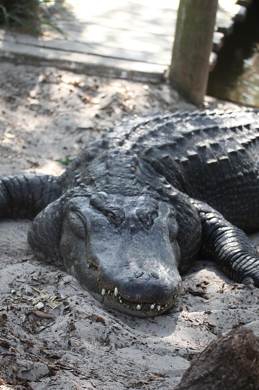 alligator, gator, krokodille, reptil, natur, dyreliv, farlig