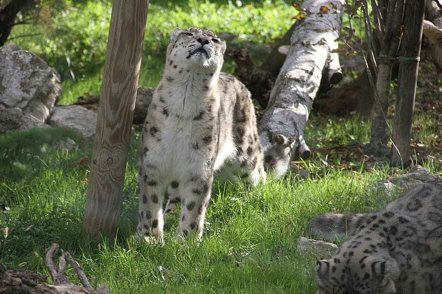 sne leopard, rovdyr, feline