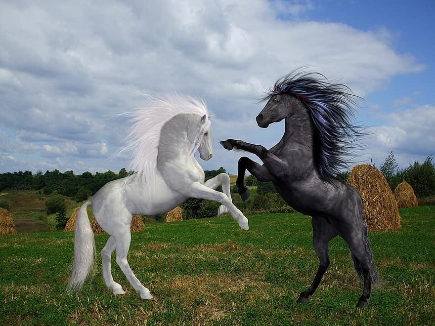 atlar, siyah, beyaz, otlak, hayvanlar, doğa, kalıp, tıklatma