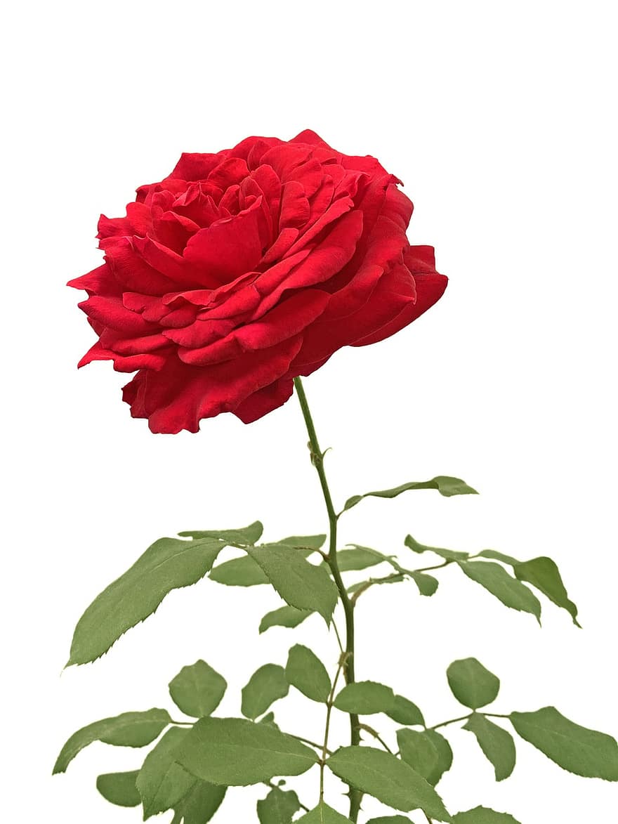 roos, bloem, rode roos, rose bloei, bloemblaadjes, rozenblaadjes, bloeien, bloesem, flora, natuur, blad