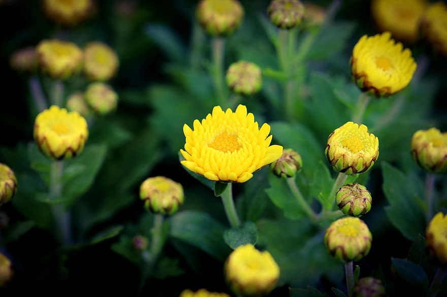 เบญจมาศ, ดอกไม้, สวน, ดอกสีเหลือง, กลีบดอก, กลีบดอกสีเหลือง, เบ่งบาน, ดอก, พฤกษา, พืช, ธรรมชาติ