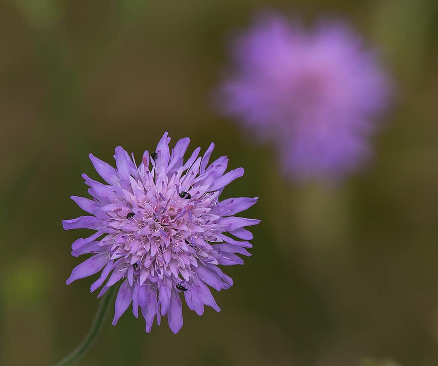 поле скабіозне, knautia arvensis, Дика квітка фіолетовий, Дика квітка, лугова квітка, квітка, пурпурна квітка, метелик, цвітіння, фіолетовий, Рослина
