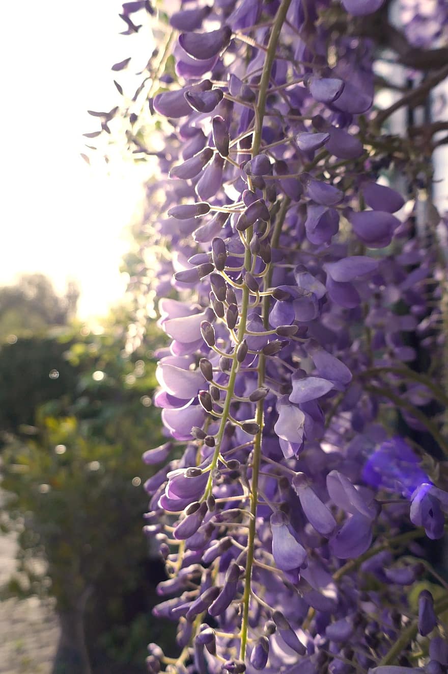 wisteria, bunga-bunga, menanam, bunga ungu, kelopak, berkembang, seikat bunga, flora, musim semi, alam, ungu