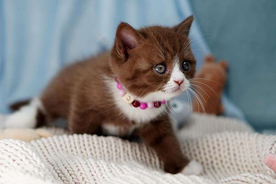 british shorthair, gato, gatito, mascota, bote, gato bebé, gato joven, animal joven, pequeña, animal, Gato domestico