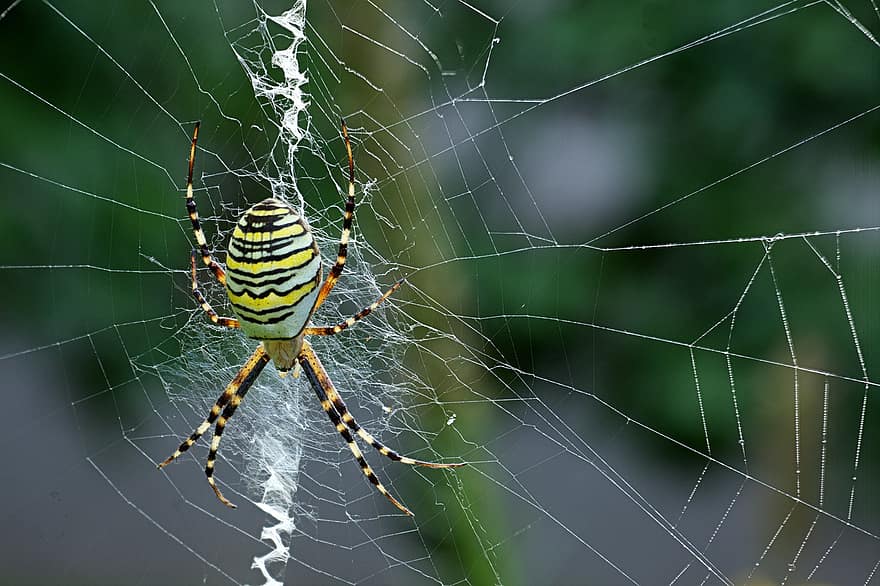 edderkop, arachnid, edderkoppespind, spindelvæv, hveps spider, web, oRB, væver, insekt, araknofobi, natur