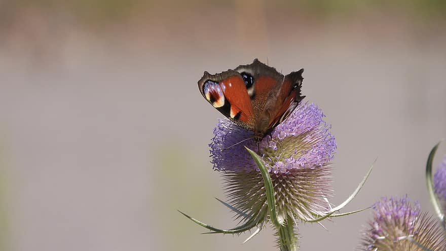 Butterfly, Insect, Flower, Peacock, Aglais Io, Inachis Io, Thistle, Purple Flower, Bloom, Flowering Plant, Plant