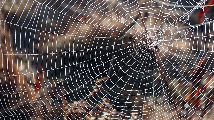 hämähäkinverkko, kastepisara, makro, verkko, hämähäkki, kaste, lähikuva, pudota, taustat, ei ihmisiä, pyörivä verkko