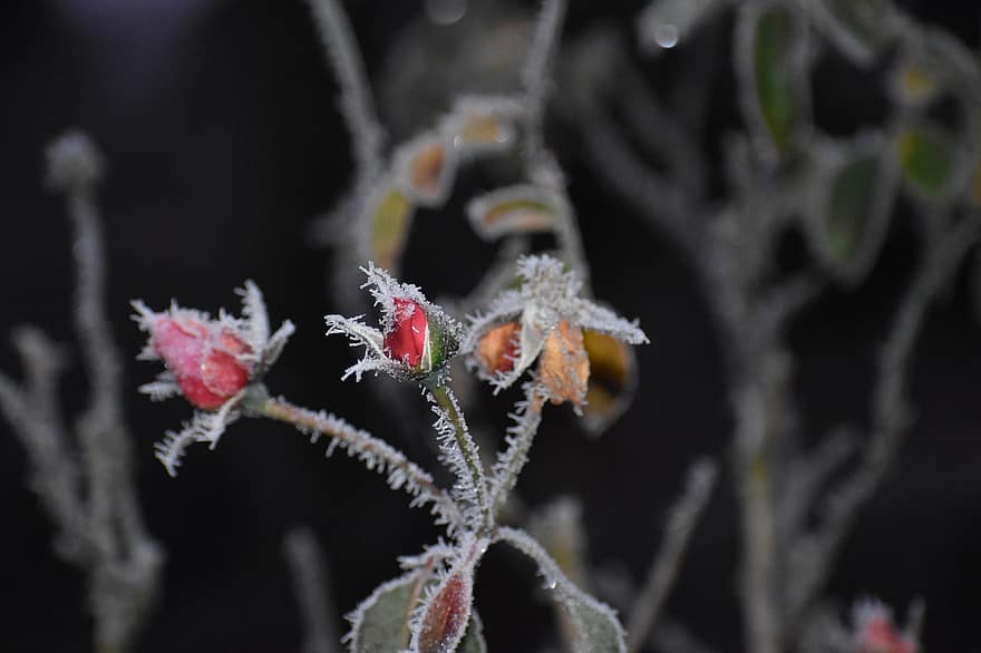 rosebuds, rijp, winter, vorst, koude, ijzig