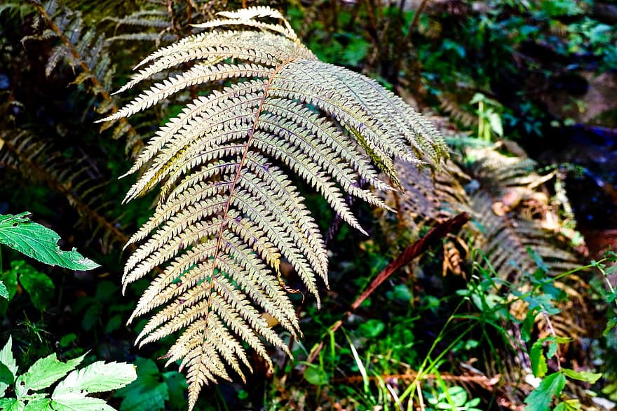 Fern, Plants, Flora, Withered, Dry, Nature