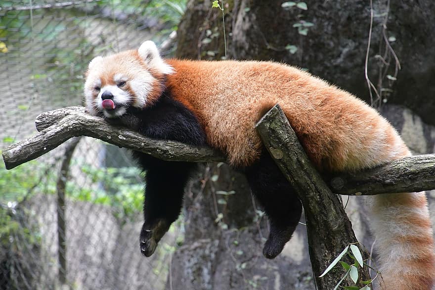 panda vermell, suportar, arbre, relaxa't, descans, esponjós, dormir, llengua, mamífer